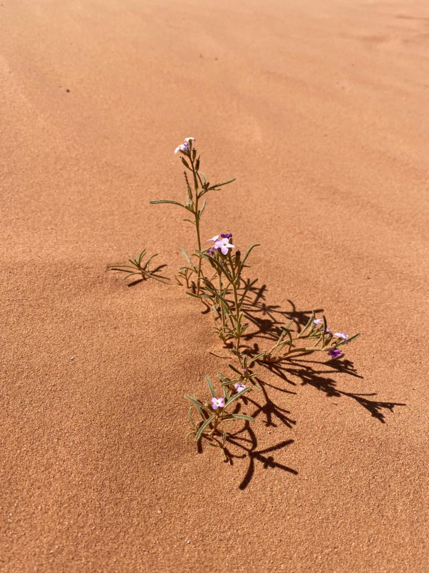 Desert'S Soul Wadi Rum Ad Disah Eksteriør billede