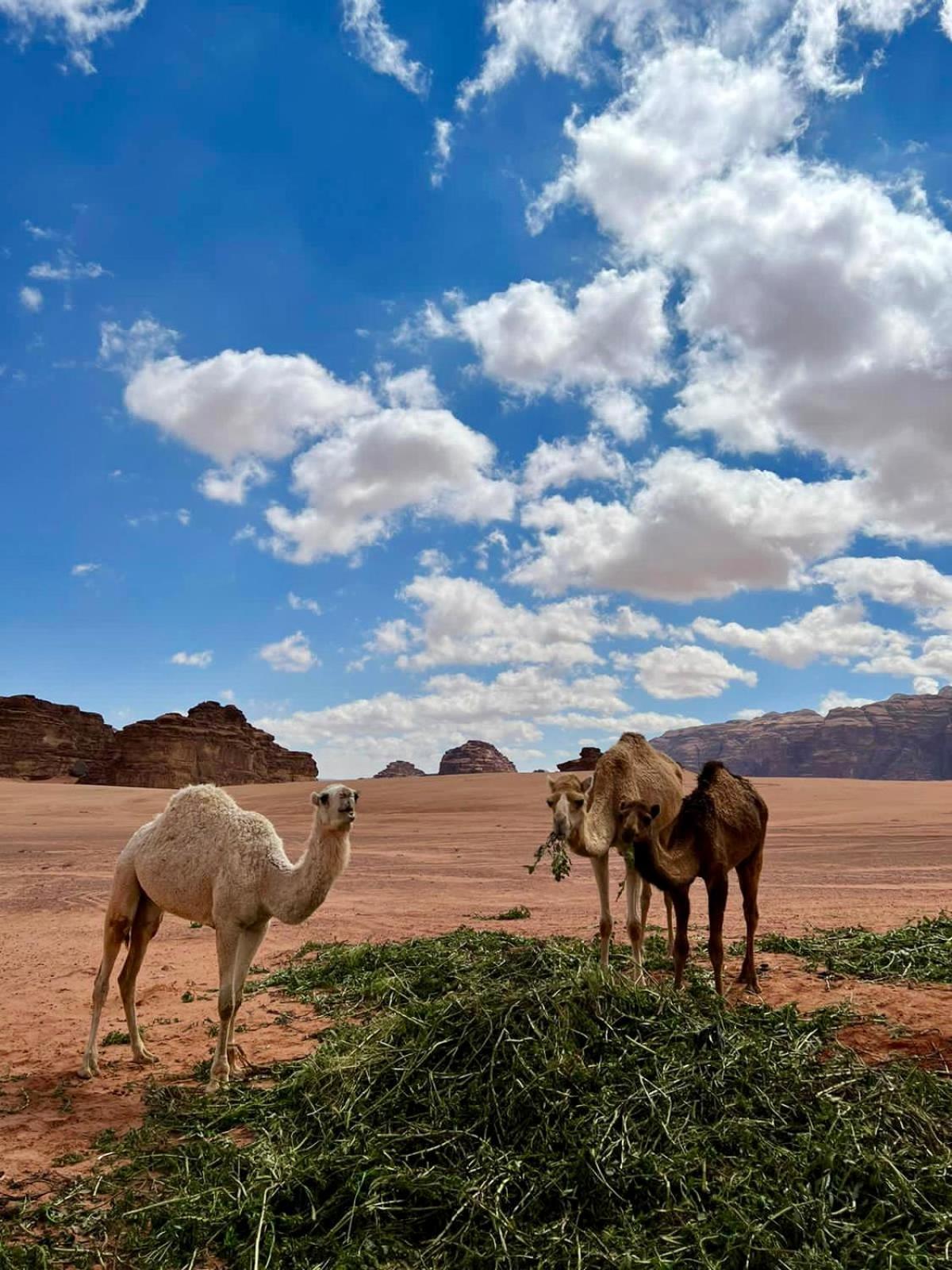 Desert'S Soul Wadi Rum Ad Disah Eksteriør billede
